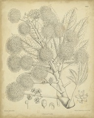 Vintage Curtis Botanical IV