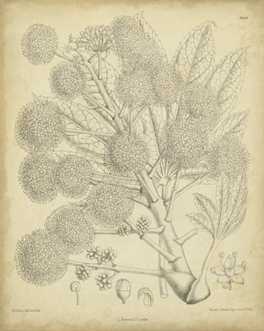 Vintage Curtis Botanical IV