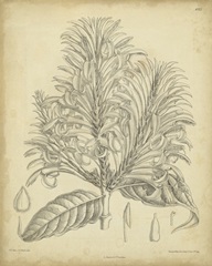 Vintage Curtis Botanical V