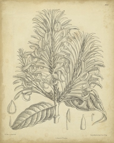 Vintage Curtis Botanical V