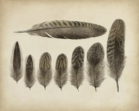 Vintage Feathers VIII