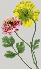 Vintage Garden Varieties I