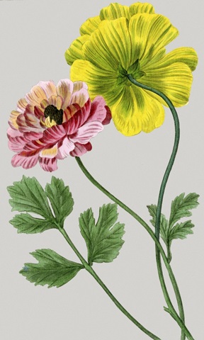 Vintage Garden Varieties I