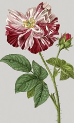 Vintage Garden Varieties II