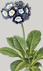 Vintage Garden Varieties IV