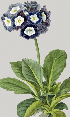 Vintage Garden Varieties IV