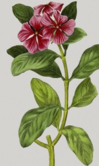 Vintage Garden Varieties IX