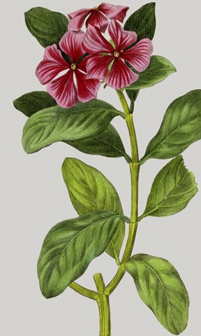 Vintage Garden Varieties IX