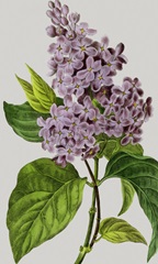 Vintage Garden Varieties V