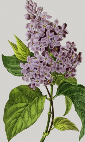 Vintage Garden Varieties V