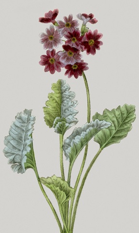 Vintage Garden Varieties VI