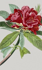 Vintage Garden Varieties VII