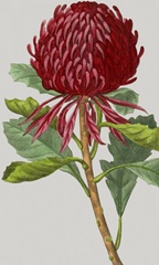 Vintage Garden Varieties VIII