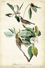 Warbling Vireo