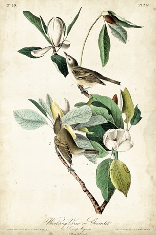 Warbling Vireo