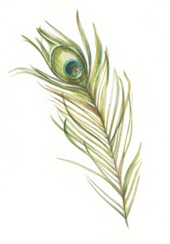 Watercolor Peacock Feather I