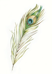 Watercolor Peacock Feather II