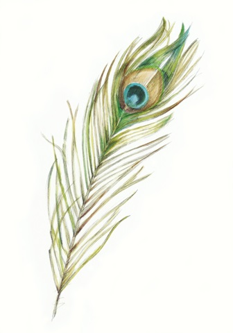 Watercolor Peacock Feather II