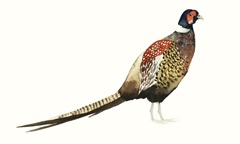 Watercolor Pheasant I