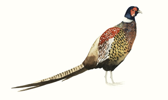 Watercolor Pheasant I