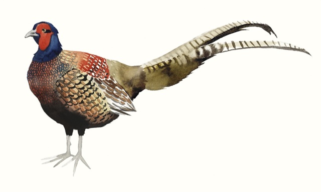 Watercolor Pheasant II