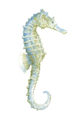 Watercolor Seahorse I