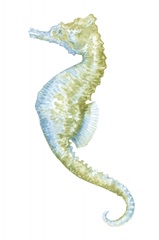 Watercolor Seahorse II