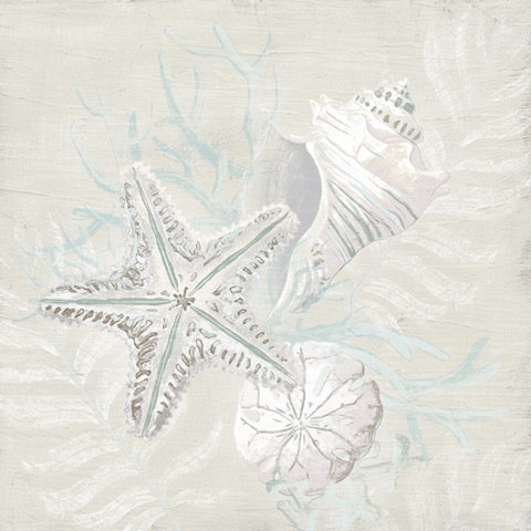 Weathered Shell Sketch I