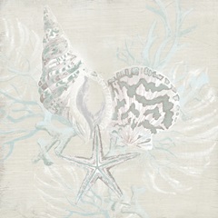 Weathered Shell Sketch II