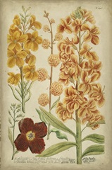 Weinmann Tropical Floral I