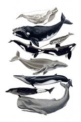 Whale Display I