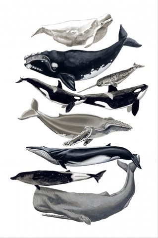 Whale Display I