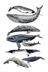 Whale Display II