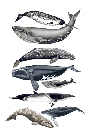 Whale Display II