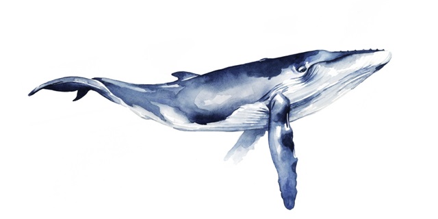 Whale Portrait I