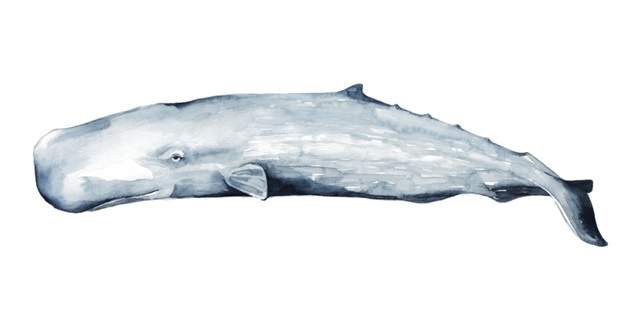 Whale Portrait II