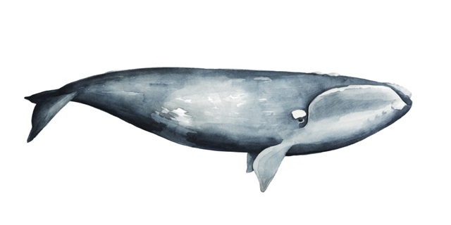 Whale Portrait III