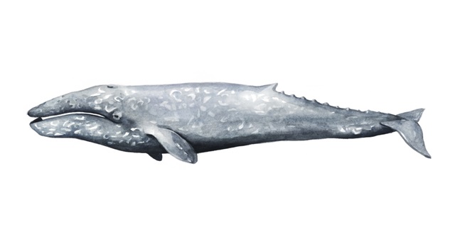 Whale Portrait IV