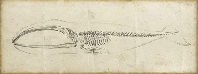 Whale Study I