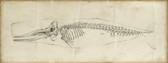 Whale Study II