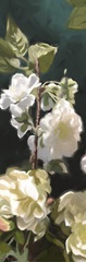 White Roses IV