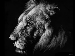 Wildlife Scratchboards I