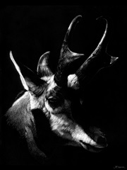 Wildlife Scratchboards II