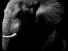 Wildlife Scratchboards III