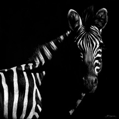 Wildlife Scratchboards IV