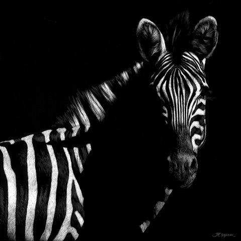 Wildlife Scratchboards IV