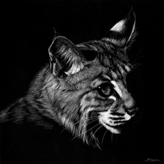 Wildlife Scratchboards IX
