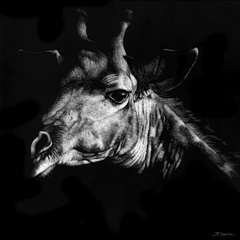 Wildlife Scratchboards VI