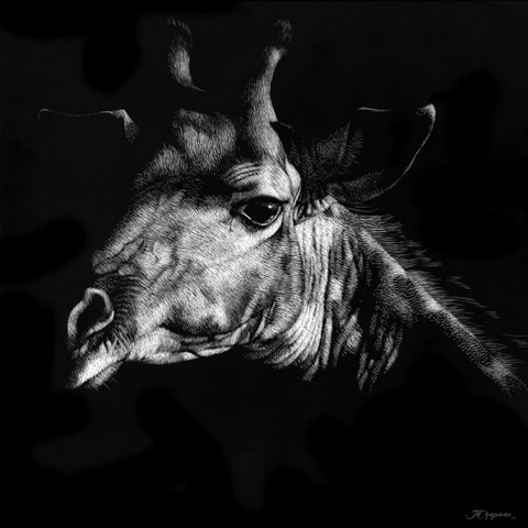 Wildlife Scratchboards VI