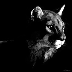 Wildlife Scratchboards VII